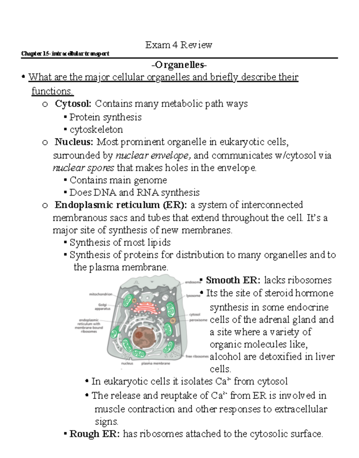 Exam 4 Cell Bio review 2 - study guide - Exam 4 Review Chapter 15 ...