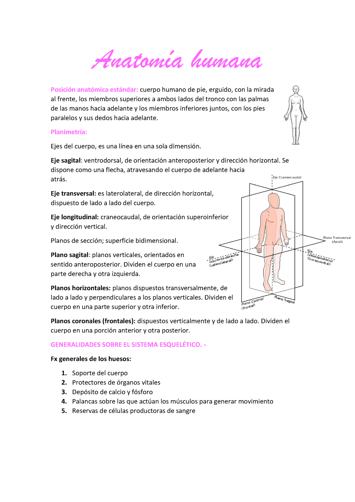 Resumen Anatomia Anatomía humana Posición anatómica estándar cuerpo humano de pie