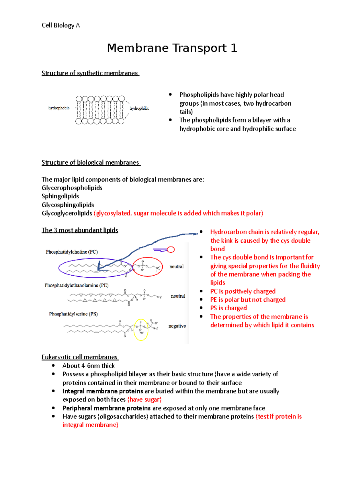 Membrane Transport 1 - Summary of lectures. Red text is anything the ...