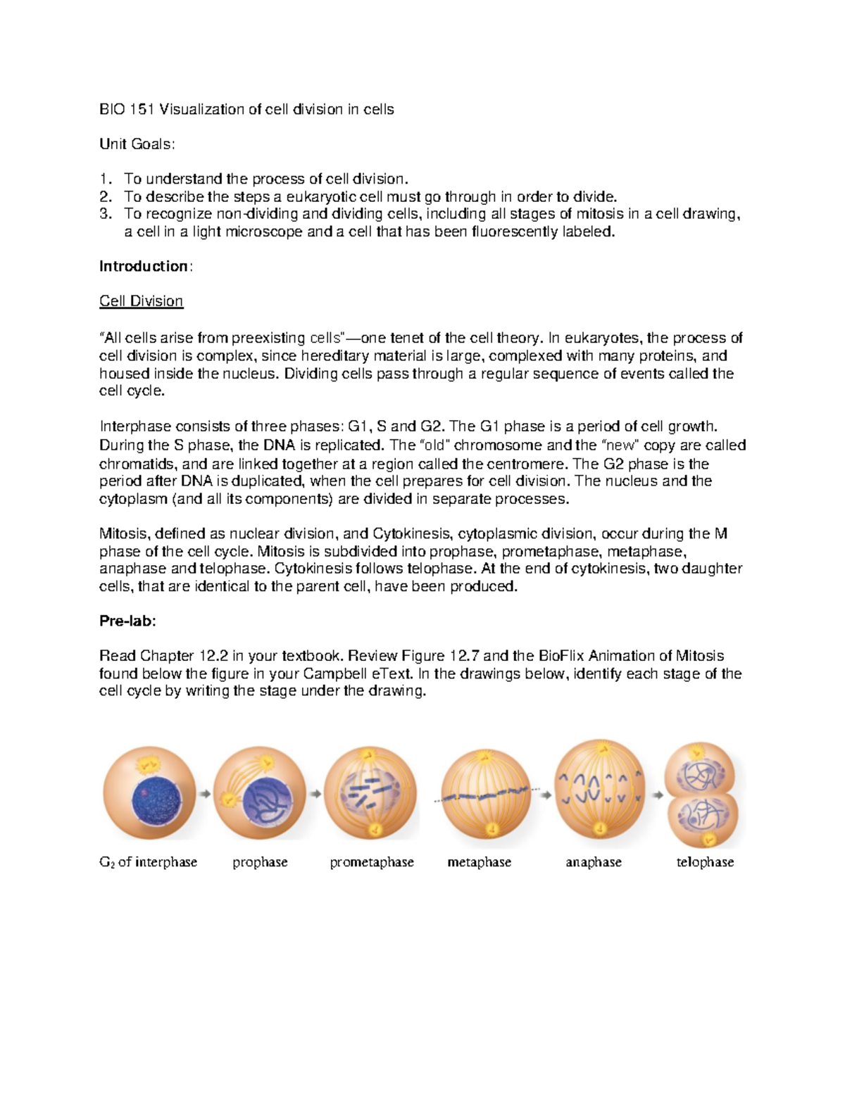 Mitosis Prelab BIO 151 Visualization Of Cell Division In Cells Unit   Thumb 1200 1553 