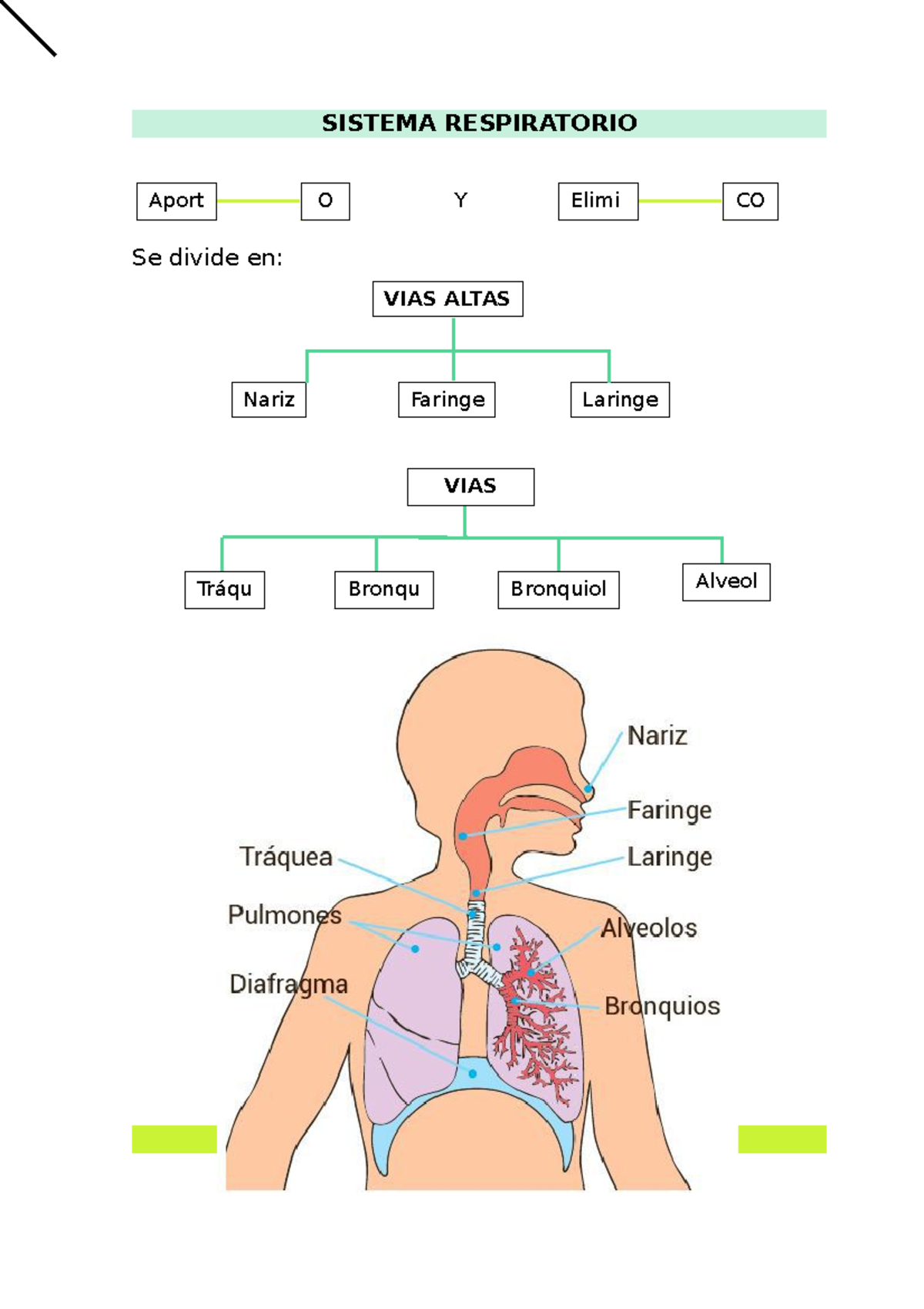 Sistema Respiratorio - VIAS ALTAS Nariz Faringe Laringe SISTEMA ...