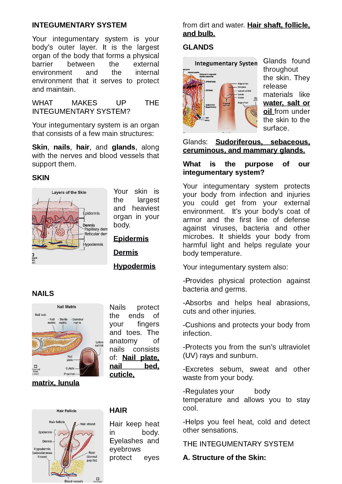 Print 6 - Lecture Notes - INTEGUMENTARY SYSTEM Your Integumentary ...