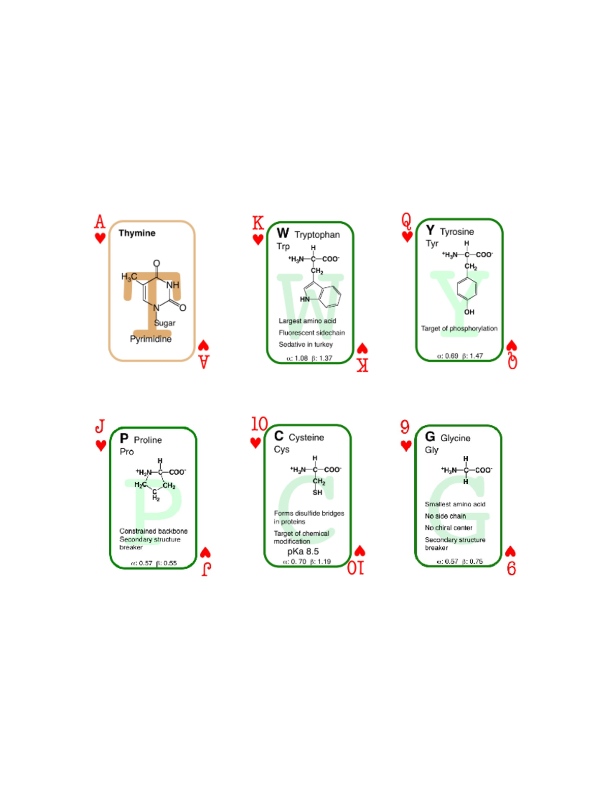 Amino Acids cards - BIOC 2580 - Studocu