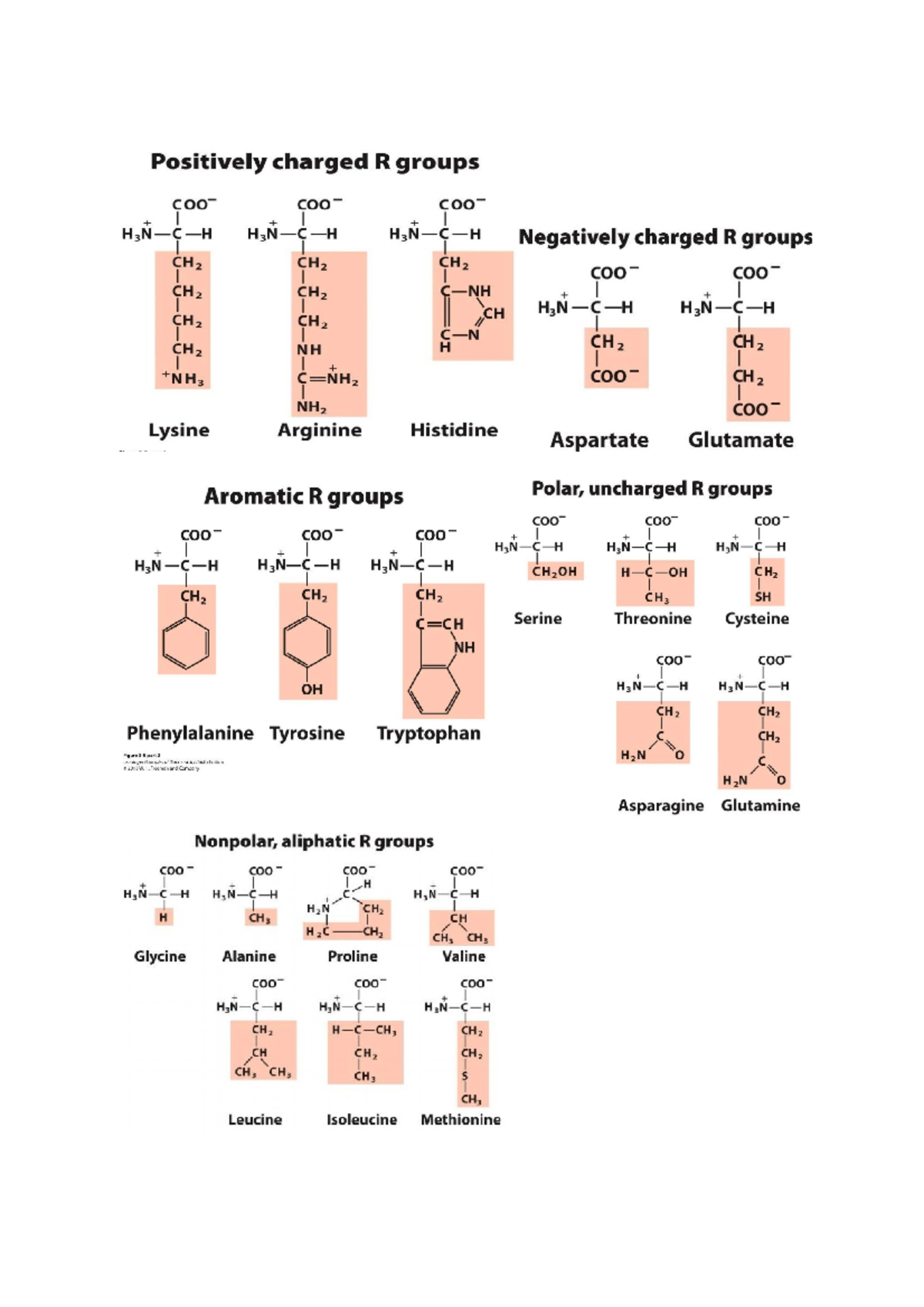 Aminozuren - Biochemie - Studeersnel