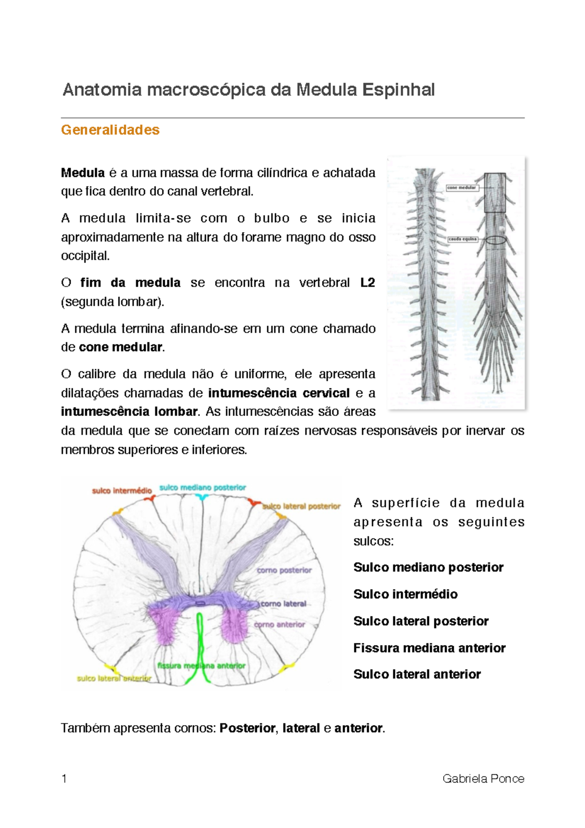 ANATOMIA DA MEDULA ESPINAL - Neuroanatomia😇 Conheça o Poder da Vaidade ...