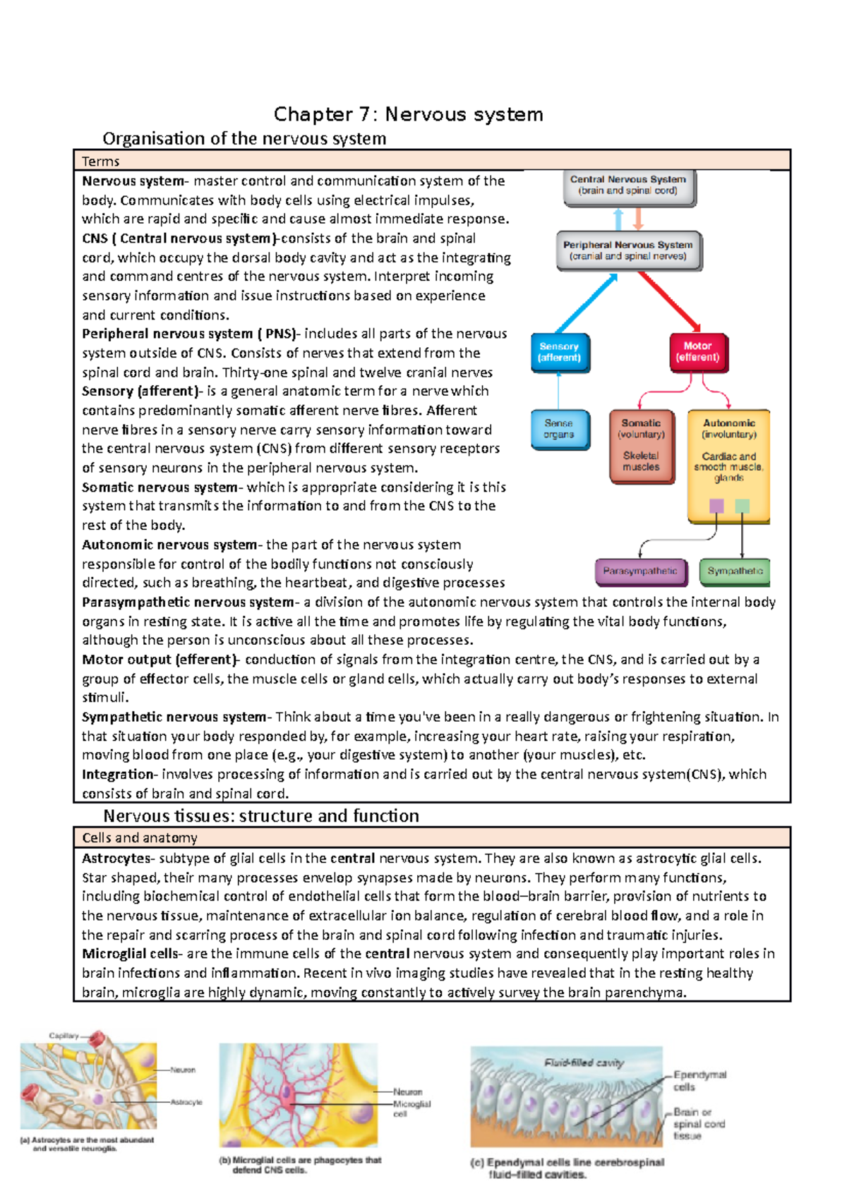 Chapter 7 nervous system - Chapter 7: Nervous system Organisation of ...