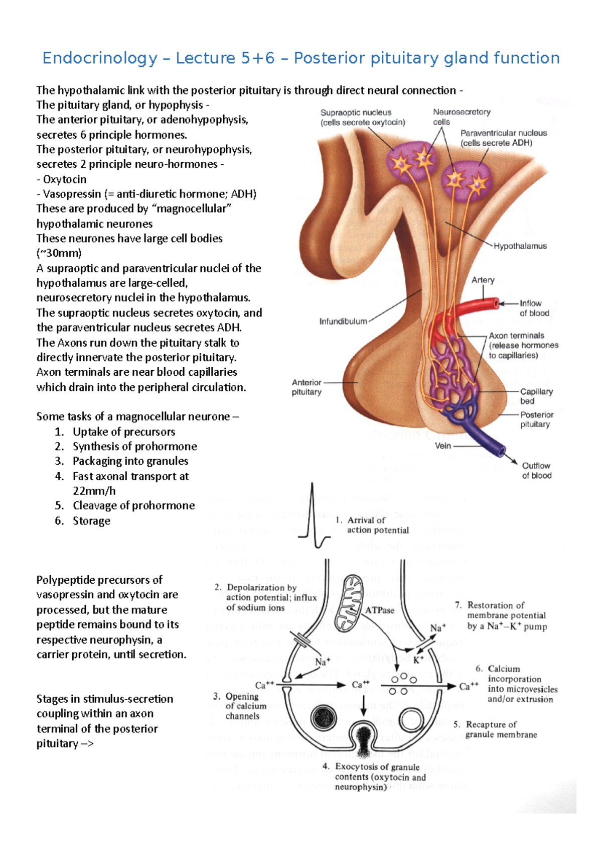 Endocrinology Lecture 5+6 - Endocrinology – Lecture 5+6 – Posterior ...