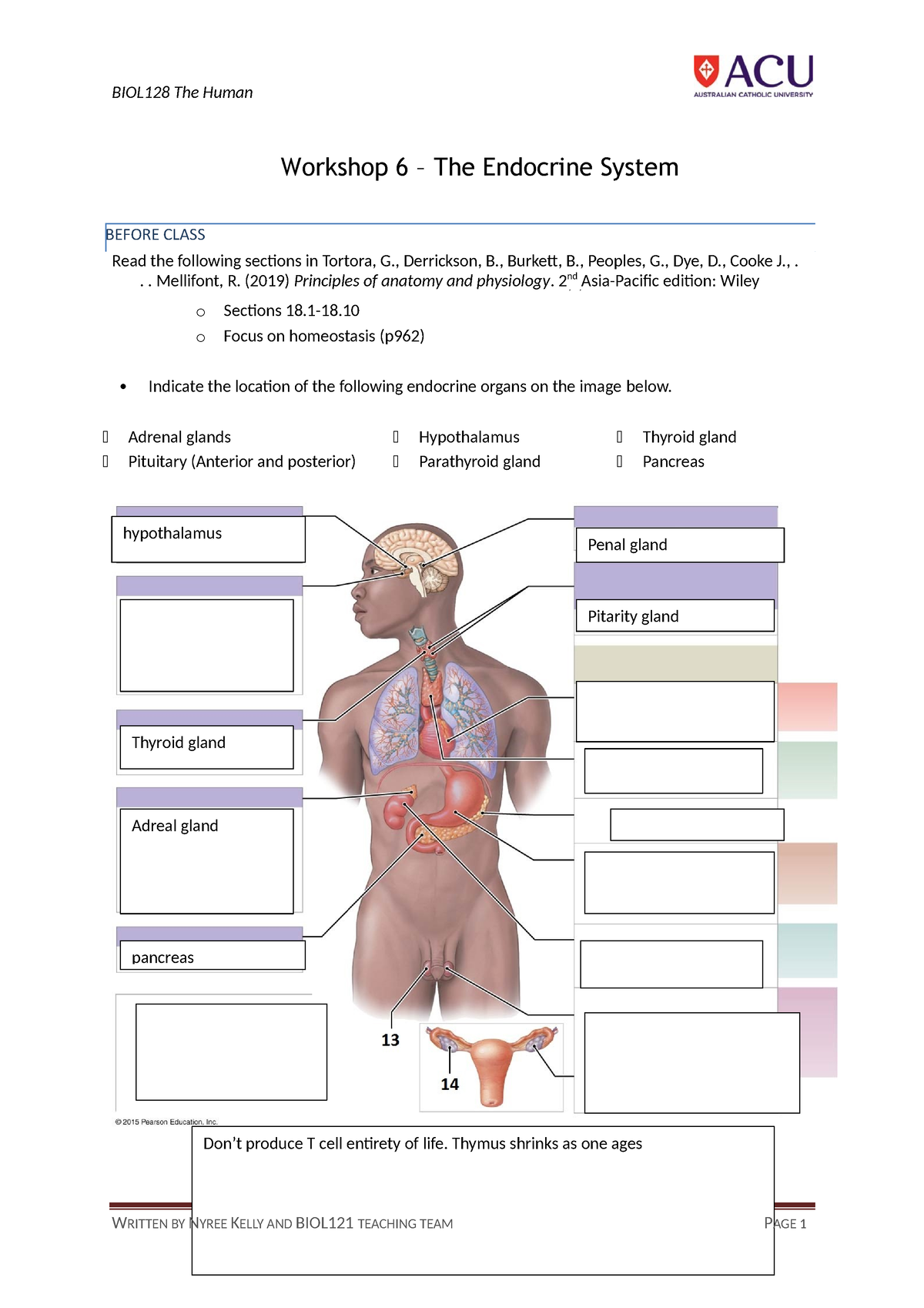 BIOL128 Endocrine system week 6 - BEFORE CLASS Workshop 6 – The ...