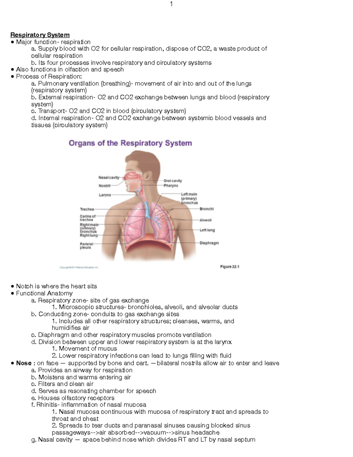 RESP System - Lecture notes lecture 18 - 1 Respiratory System Major ...