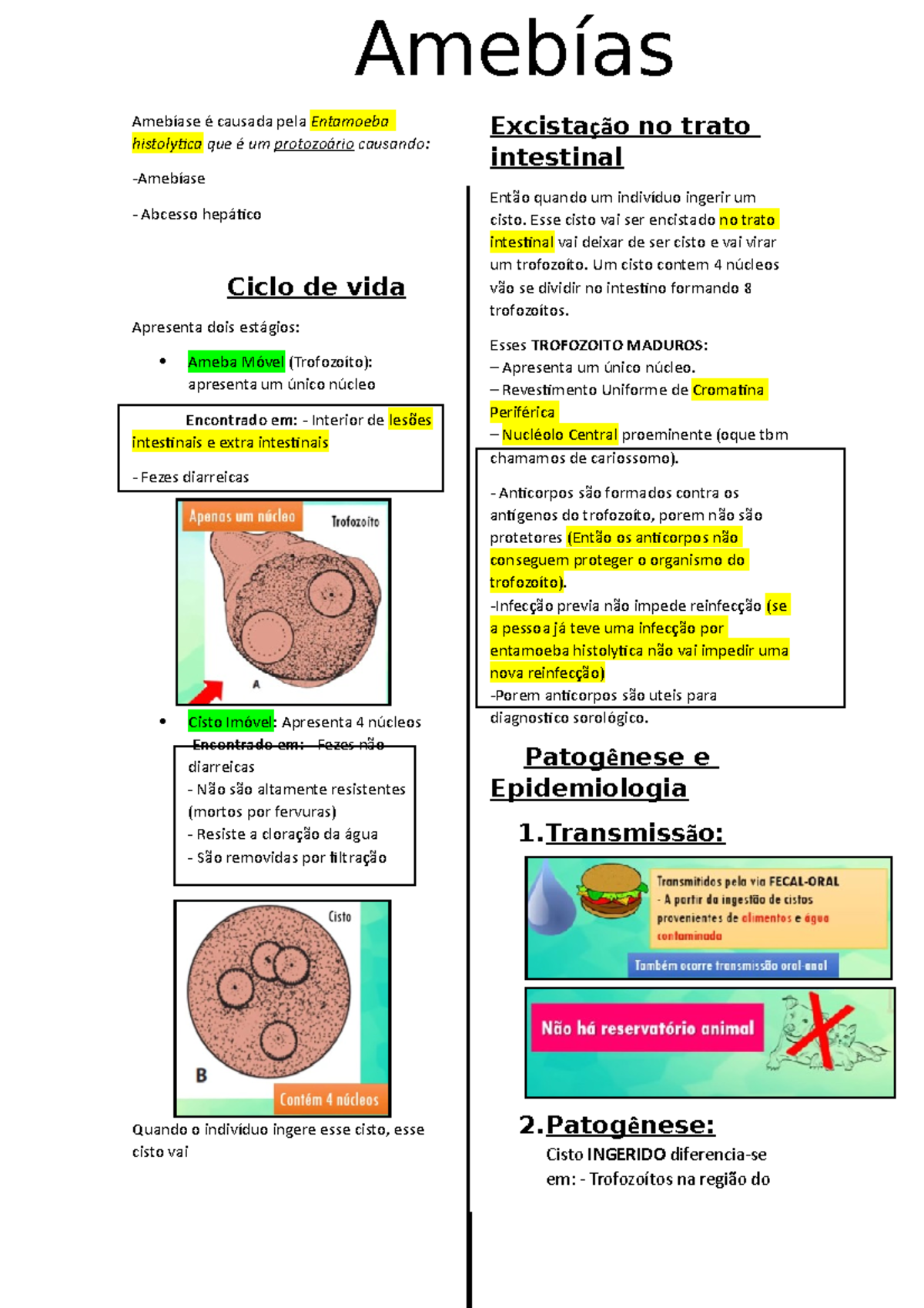 Amebiase resumo - 3ygwr8yq23gw - Amebíase é causada pela Entamoeba ...
