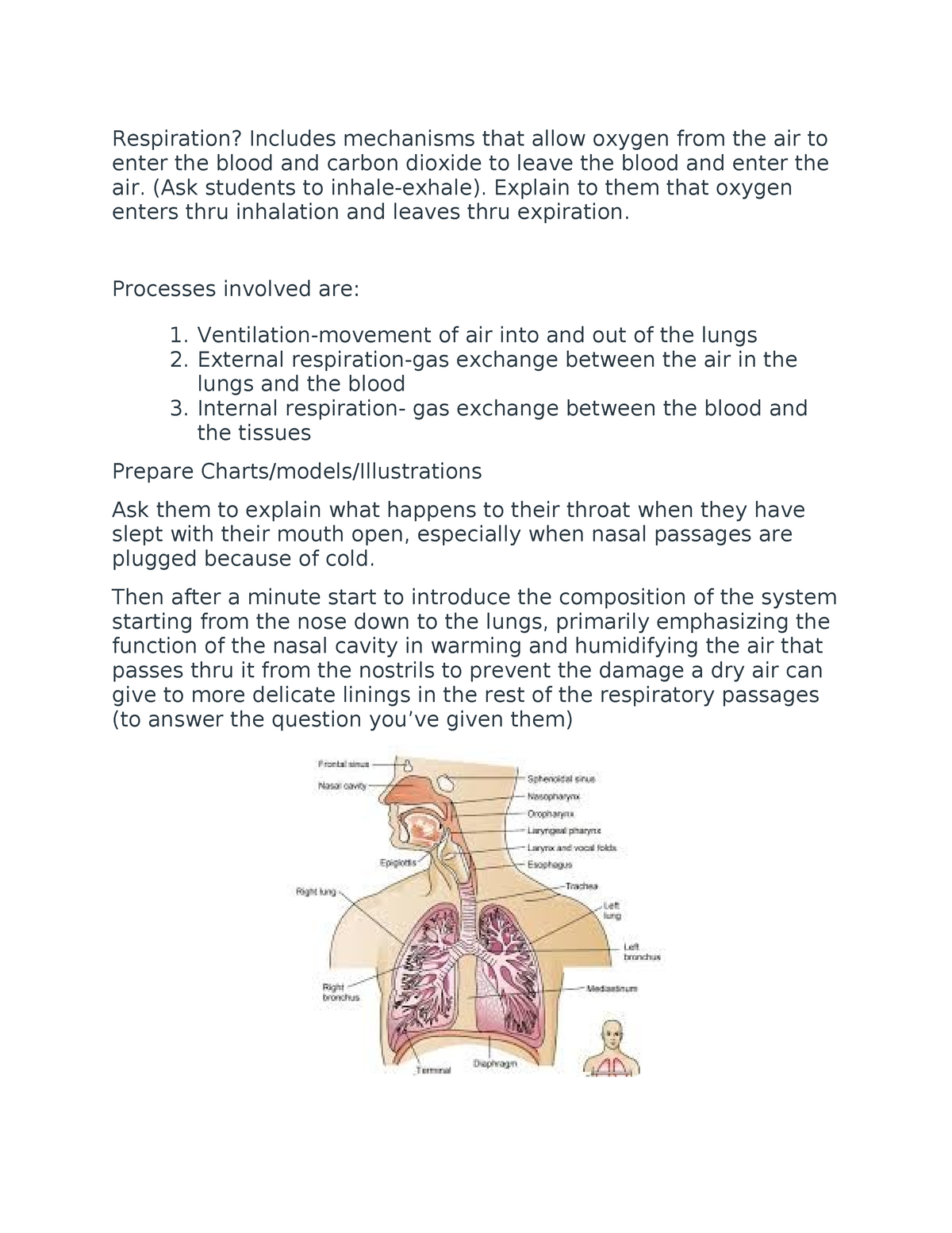 Respiration System - lecture notes - Respiration? Includes mechanisms ...