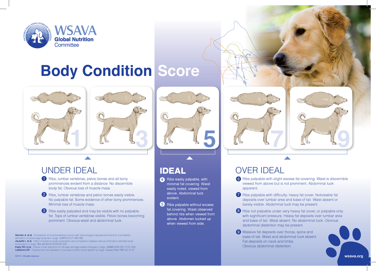 body-condition-score-dog-wsava-body-condition-score-over-ideal-ribs