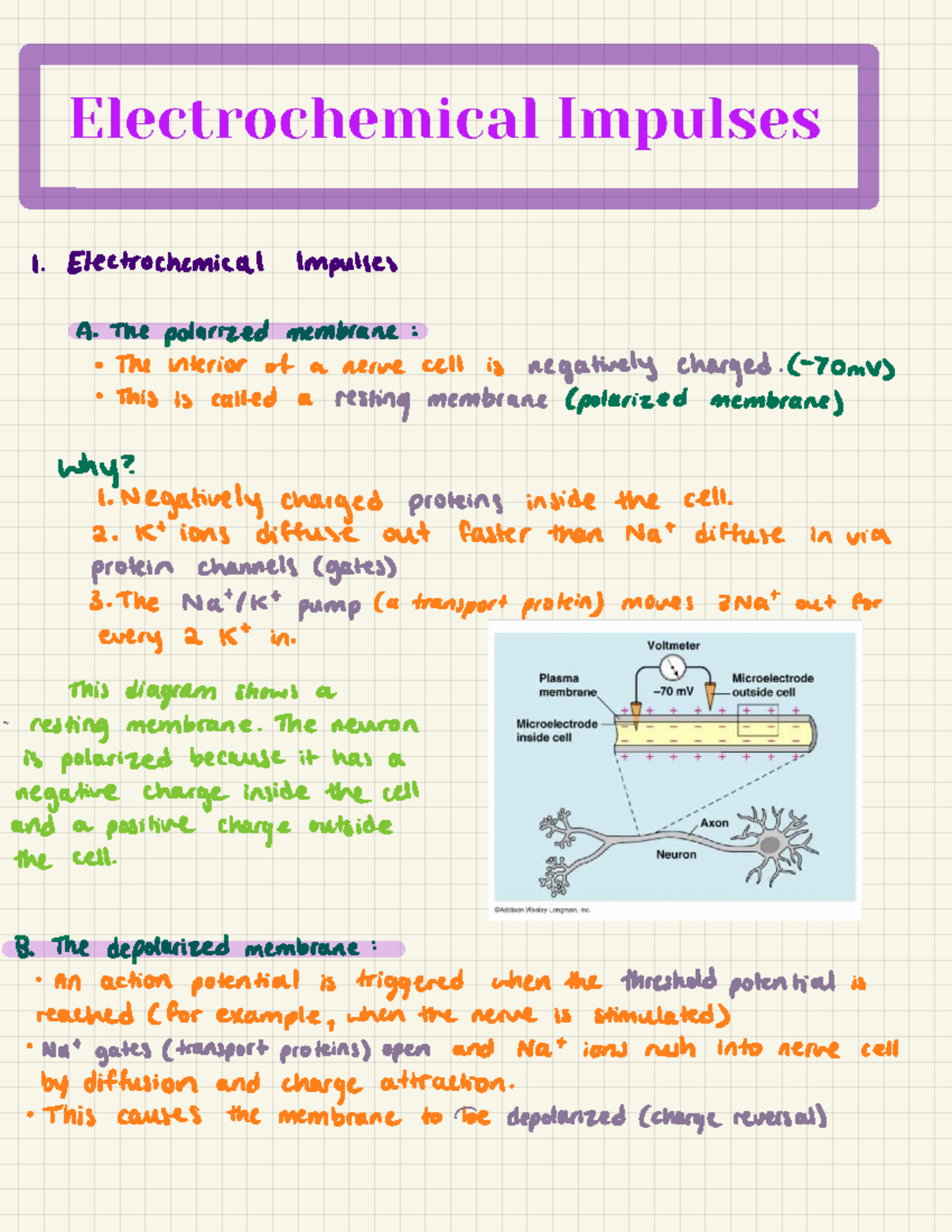 Homeostasis—Electrochemical Impulses 1. Electrochemical Impulses A
