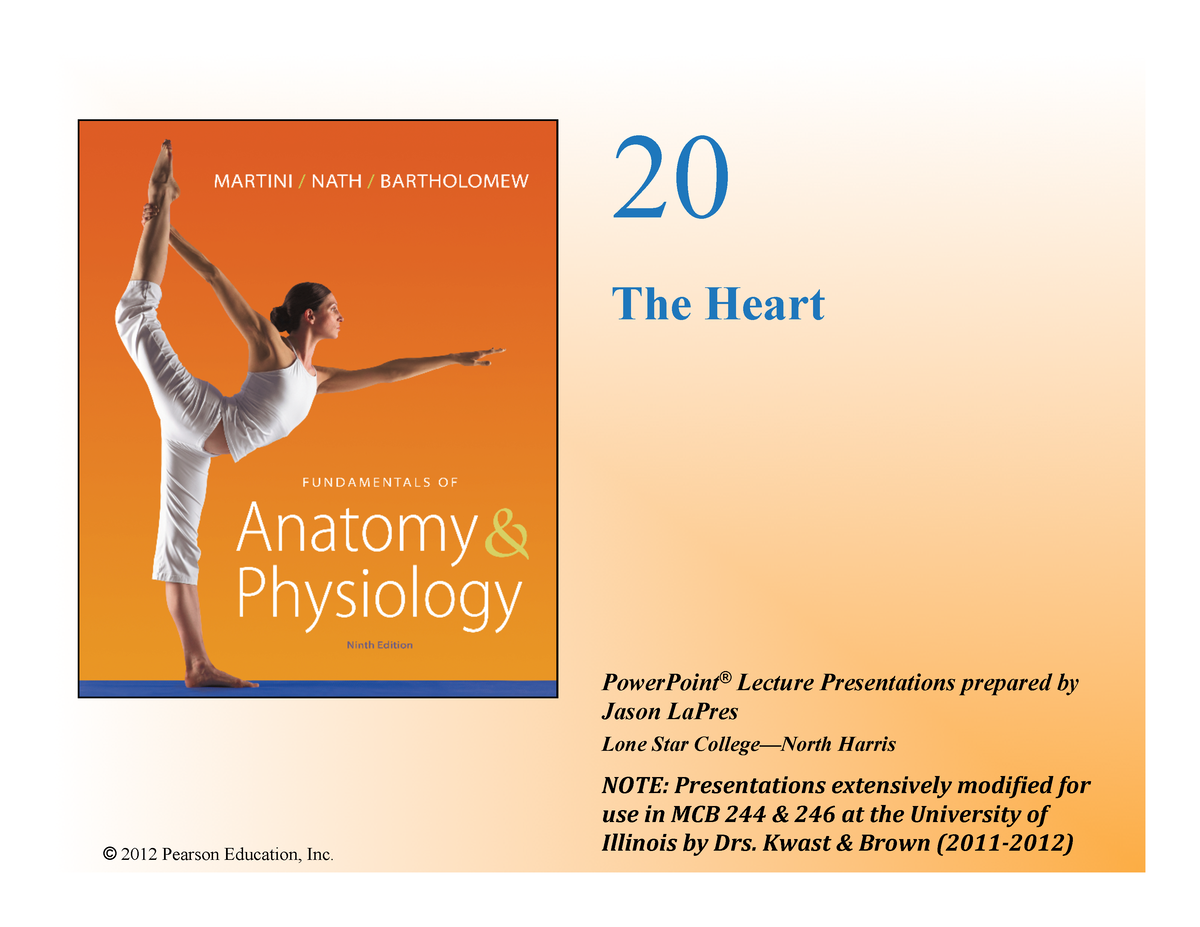 chpt-20-mcb-246-su12-anatomy-and-physiology-of-heart-human-anatomy