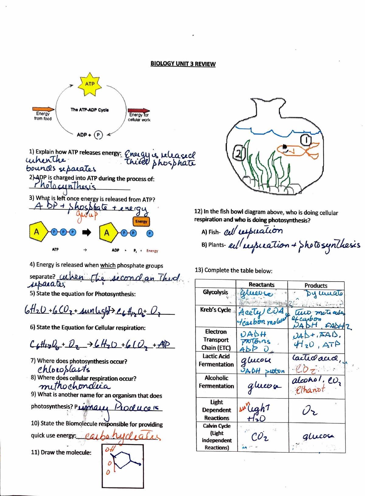 Biology Unit 3 Review - Studocu