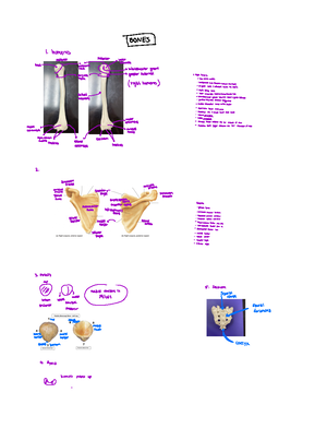 Bone formation videos notes - INTRAMEMBRANOVSBONEFORMATIONIT ...