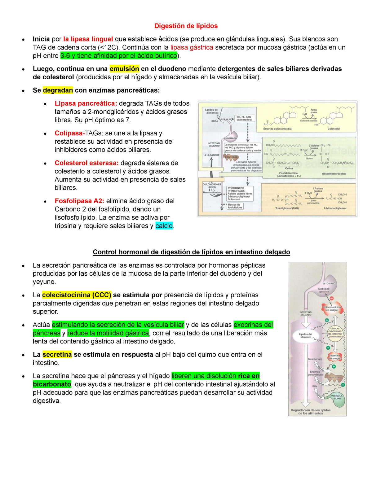 C2 Digestión De Lípidos 231015 173032 - Digestión De Lípidos Inicia Por 