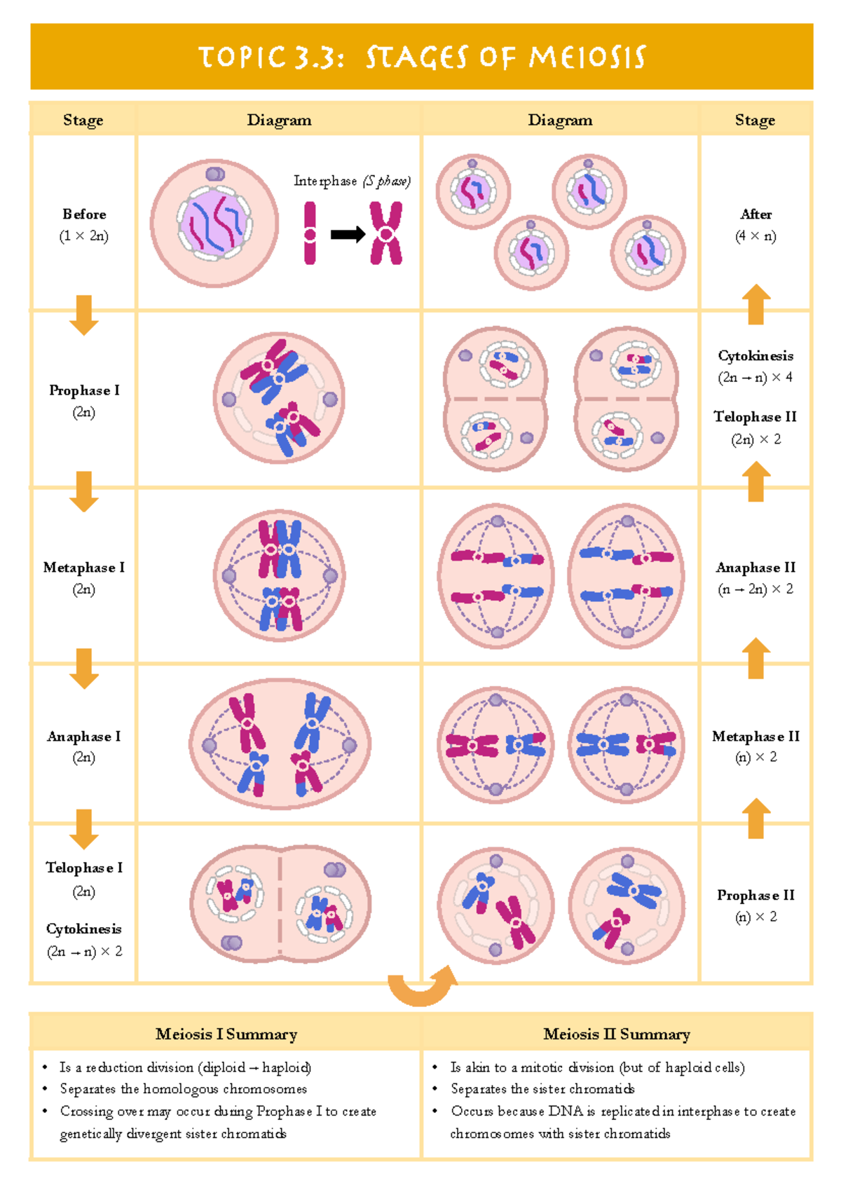 3.3 Stages of Meiosis - WORKSHEET SUMMARY NOTES - Meiosis I Summary ...