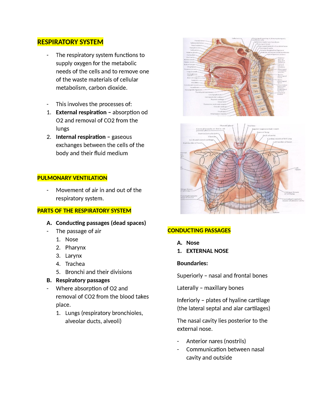 Respiratory System Reviewer - RESPIRATORY SYSTEM The respiratory system ...