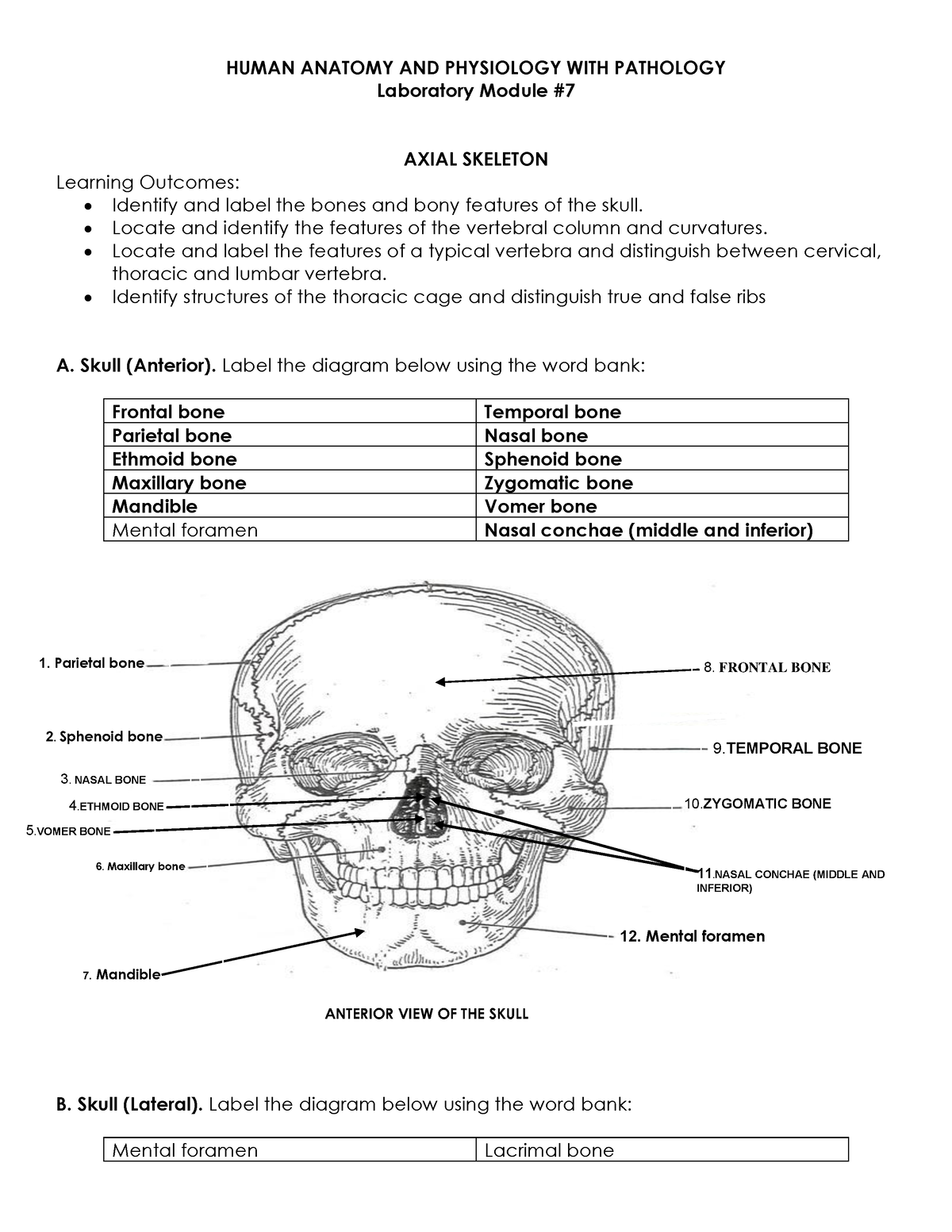 Axial Skeleton - Laboratory Module # 7 AXIAL SKELETON Learning Outcomes ...