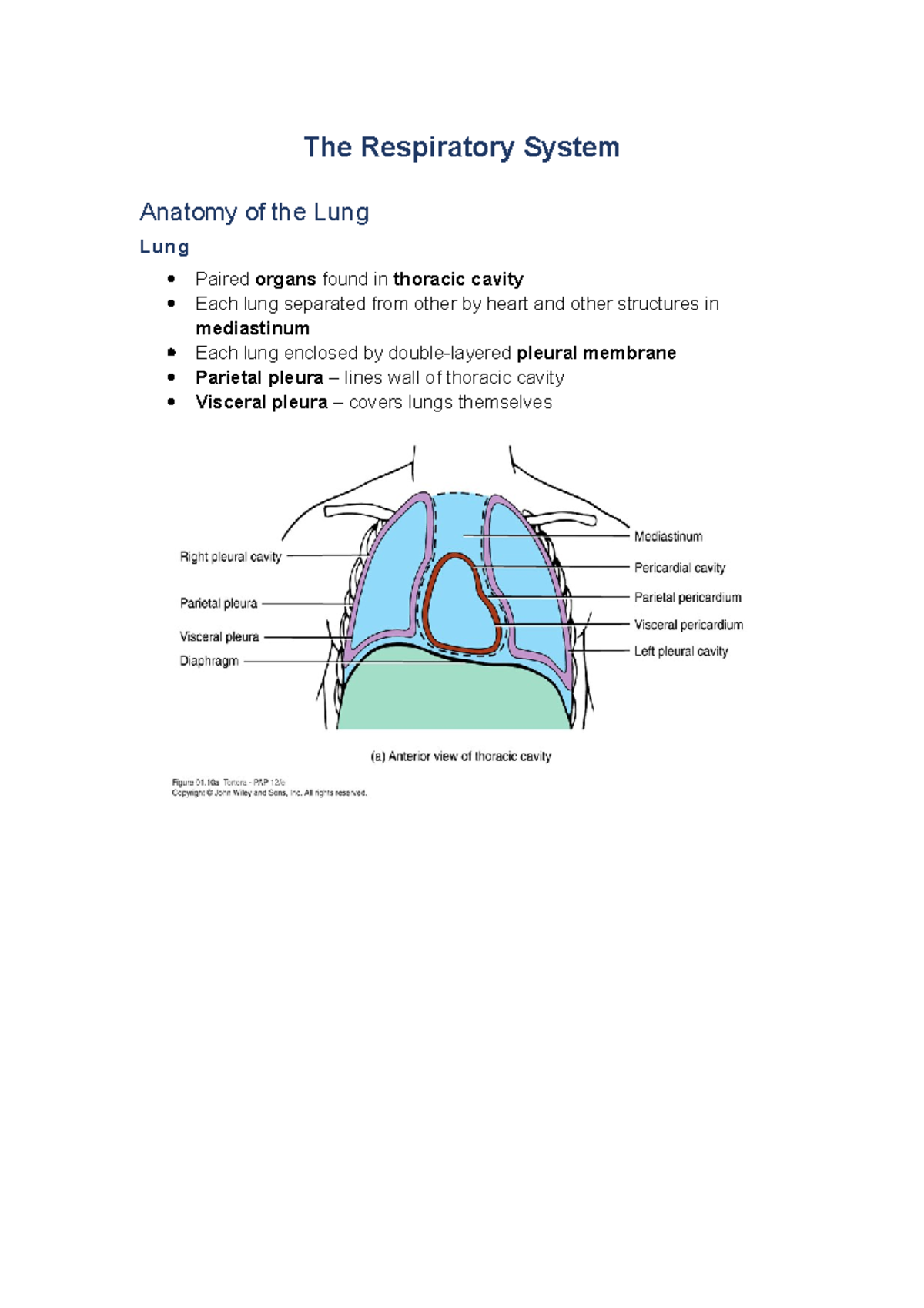 The Respiratory System - The Respiratory System Anatomy of the Lung ...