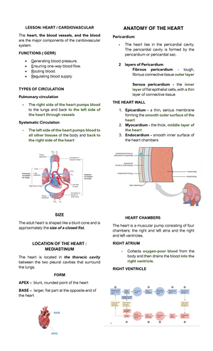 Anaphy Finals Chapter 12,15,16,and17 - CHAPTER 12: HEART 12 FUNCTIONS ...