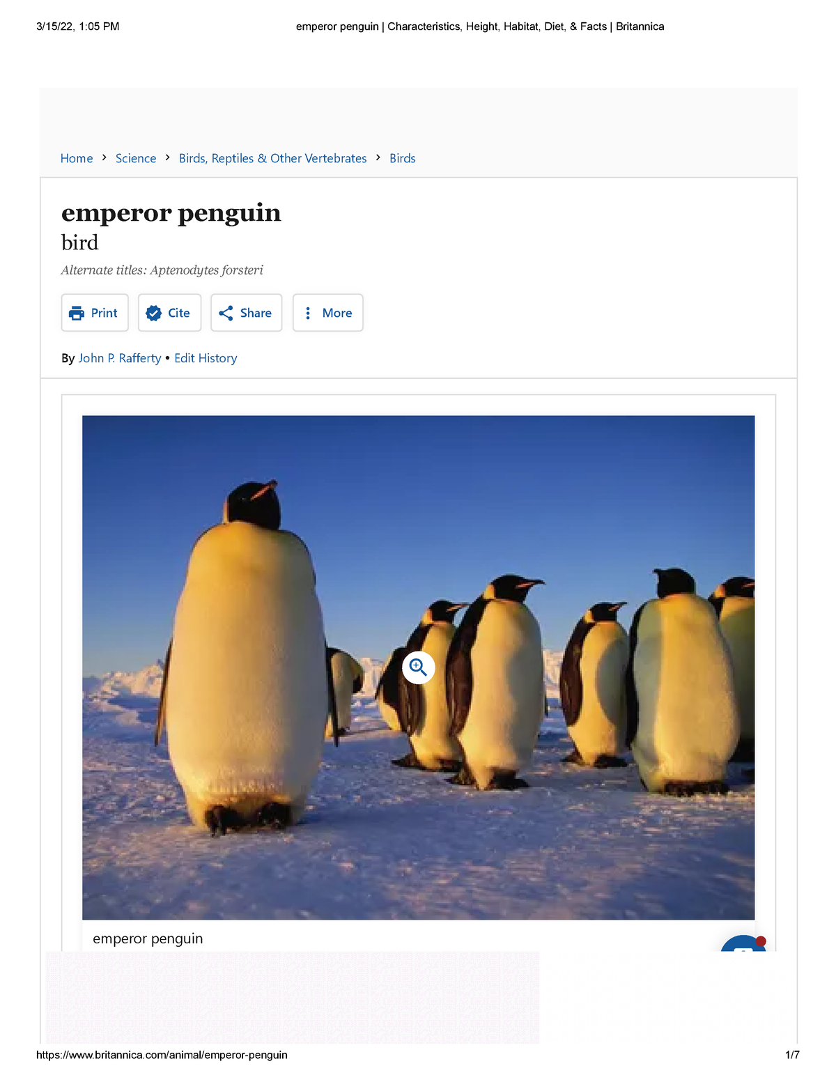 Emperor Penguin Characteristics, Height, Habitat, Diet, & Facts ...