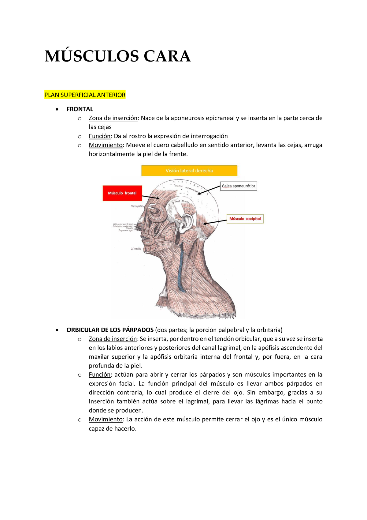 M Sculos De La Cara Msculos Cara Plan Superficial Anterior Frontal O Zona De Inserci N Nace