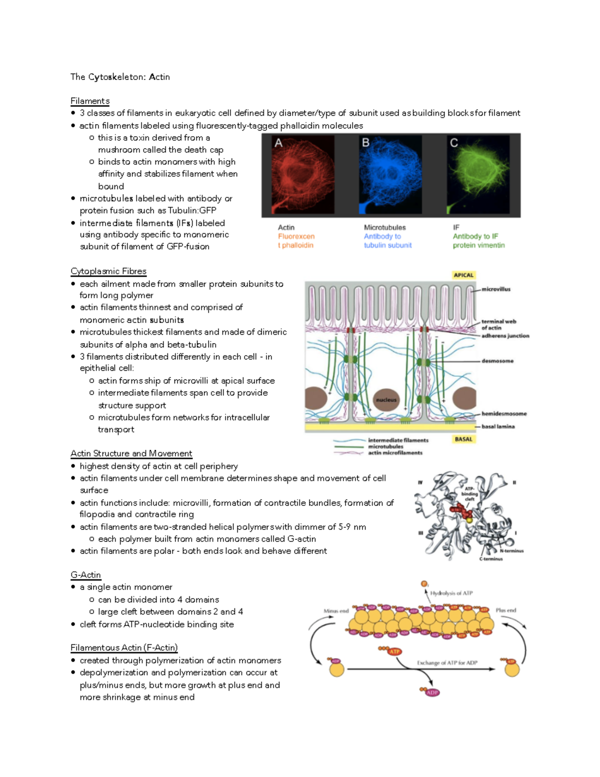 Module 7 Lecture 1 - The Cytoskeleton: Actin Filaments 3 classes of ...