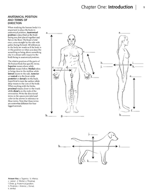 anatomical planes and sections coloring pages