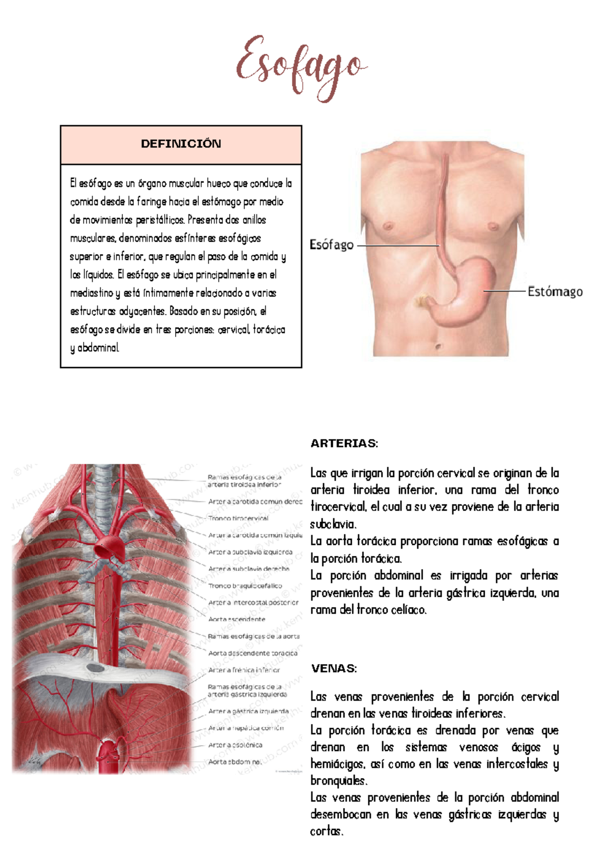 Apuntes Digestivo - ESOFAGO - DEFINICIÓN El esófago es un órgano ...
