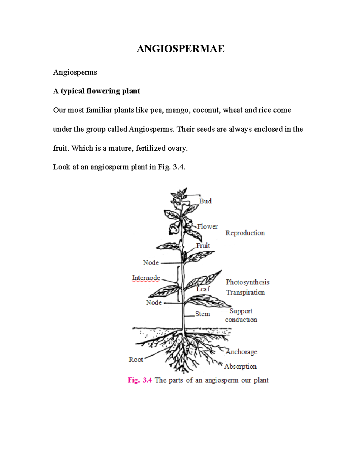 Angiospermae What are angiosperms? Angiosperms are plants that