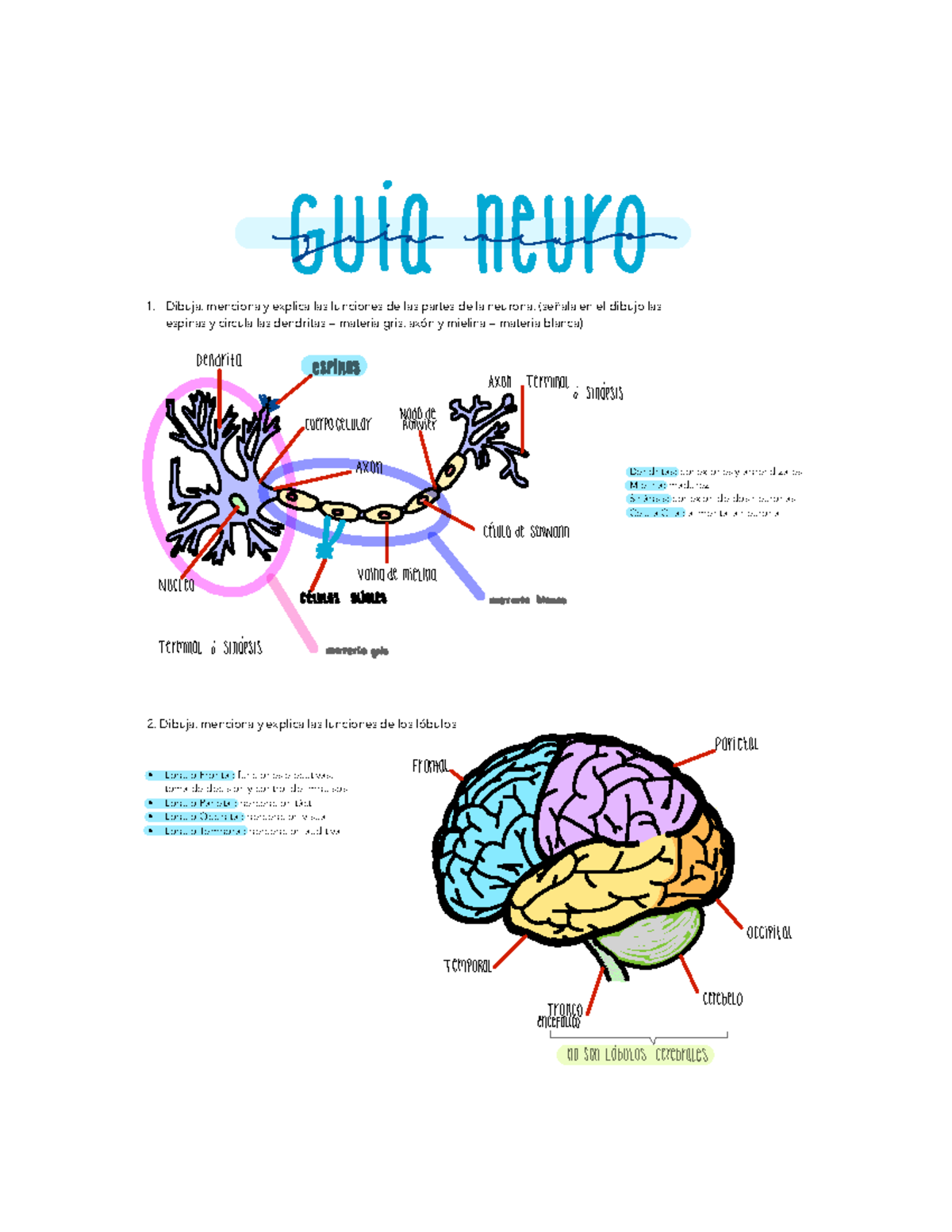 Guía neuro - Guia de primer parcial - 1. Dibuja, menciona y explica las ...
