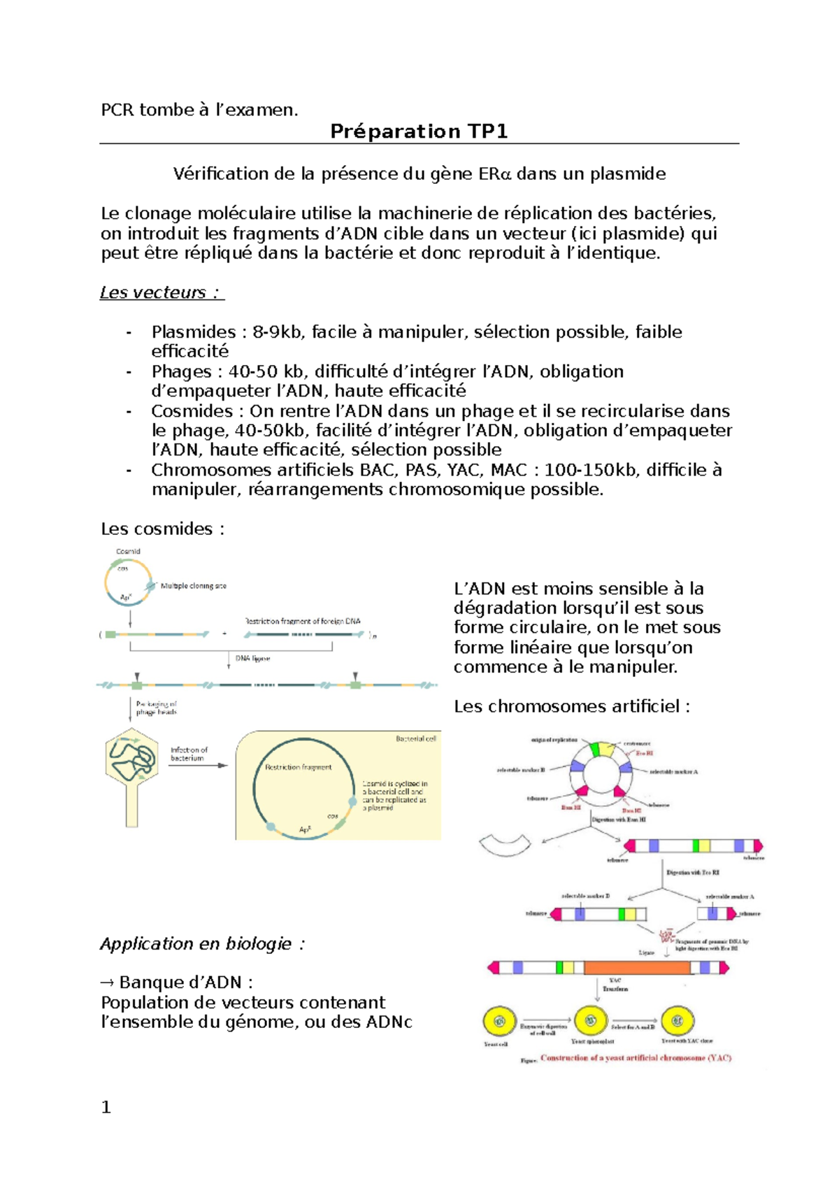 Préparation TP1 bio mol 4.05 - PCR tombe à l’examen. Préparation TP ...