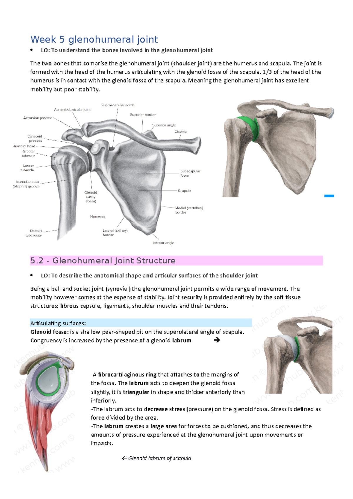 Week 5 glenohumeral joint - Week 5 glenohumeral joint LO: To understand ...