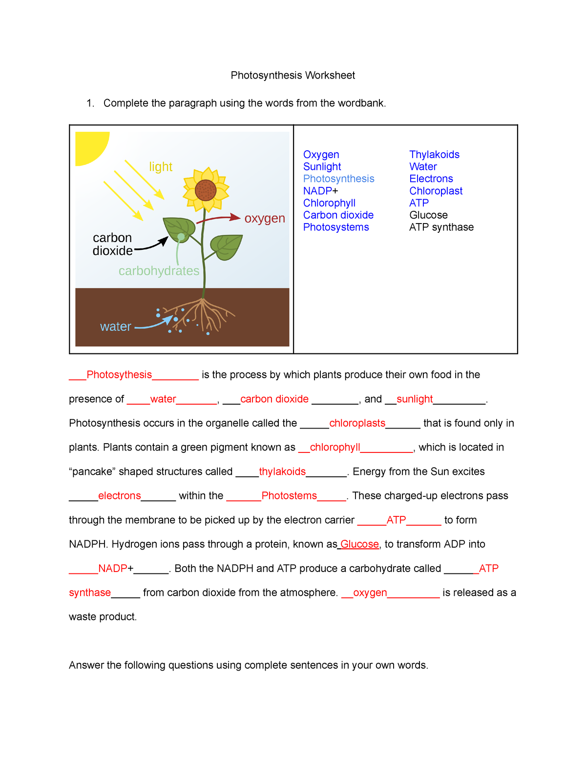 photosynthesis reading comprehension worksheet pdf