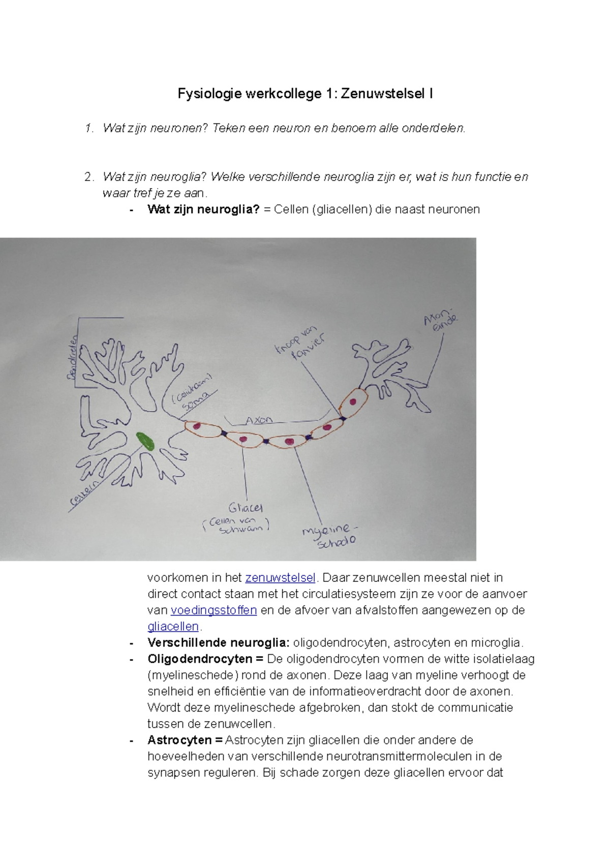 Fysiologie Werkcollege 1 Zenuwstelsel I - Wat Zijn Neuronen? Teken Een ...