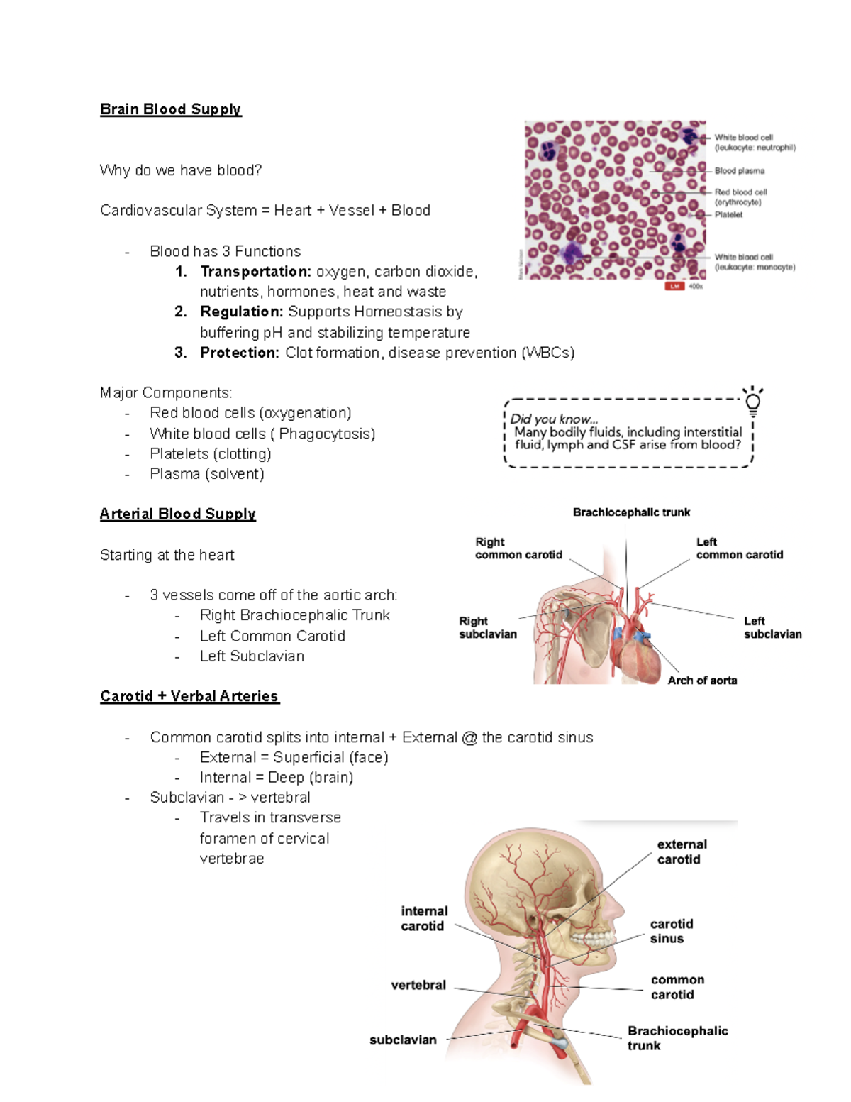 Brain Blood Supply - class notes - Brain Blood Supply Why do we have ...
