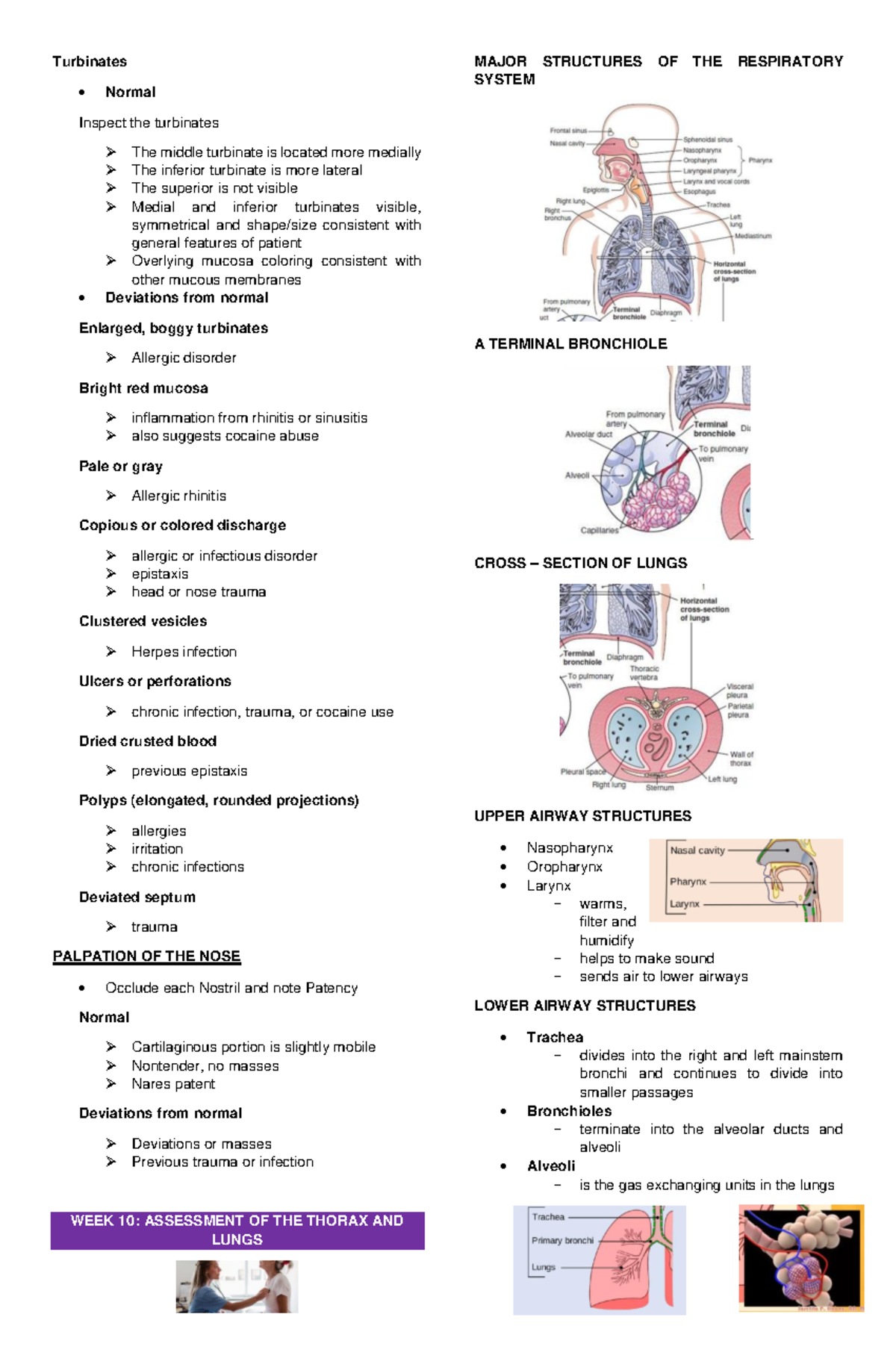 Assessment of the Thorax and Lungs - Turbinates Normal Inspect the ...