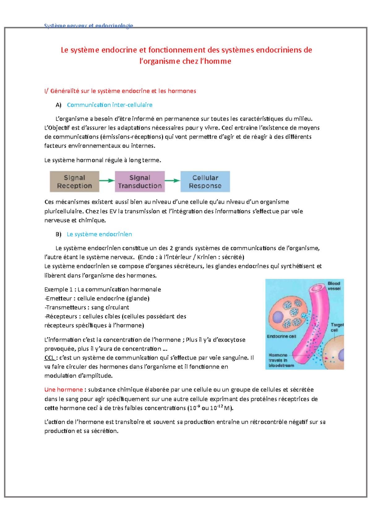 Système Endocrinien Cours – Système Endocrinien Schéma – ETPY