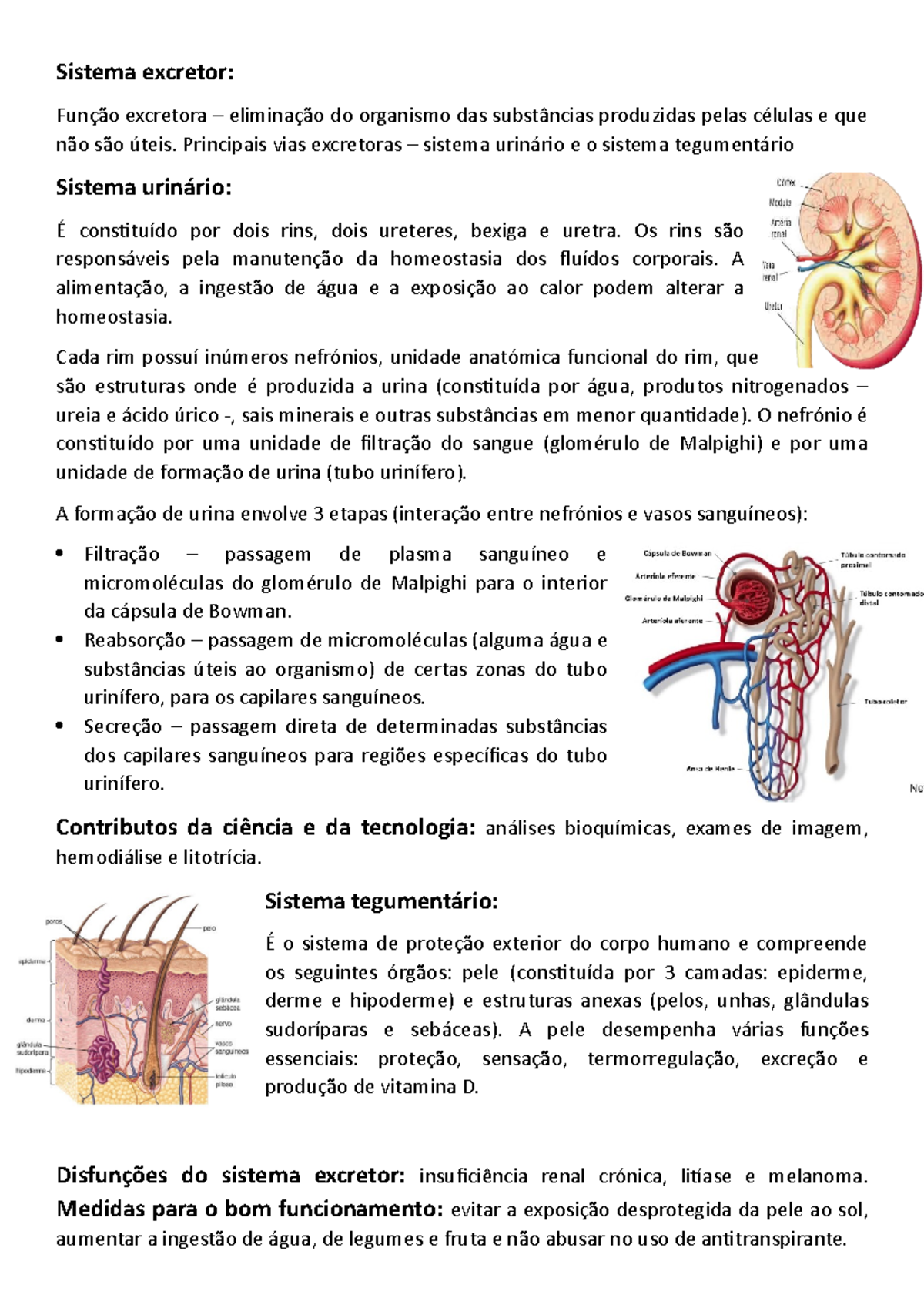 Resumo 2 Sistema Excretor Função Excretora Eliminação Do Organismo Das Substâncias 5374