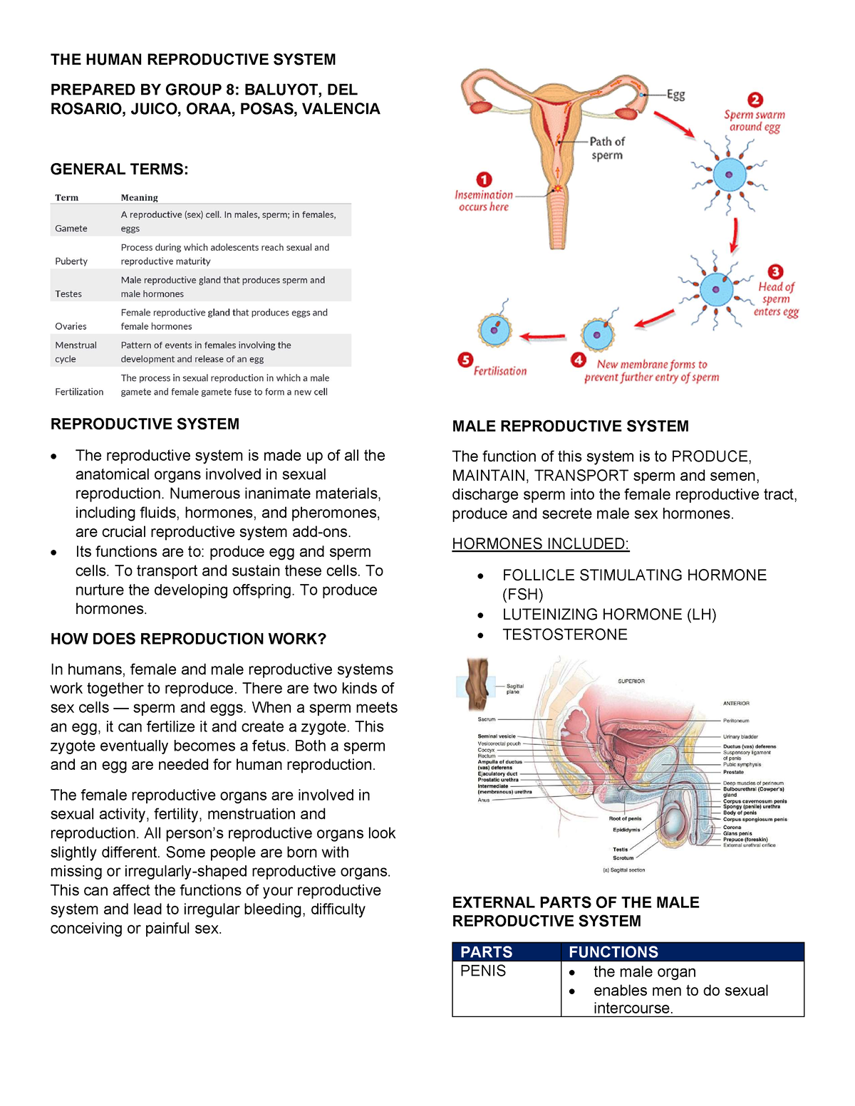 Reproductive- Systems- Trans - THE HUMAN REPRODUCTIVE SYSTEM PREPARED BY  GROUP 8: BALUYOT, DEL - Studocu