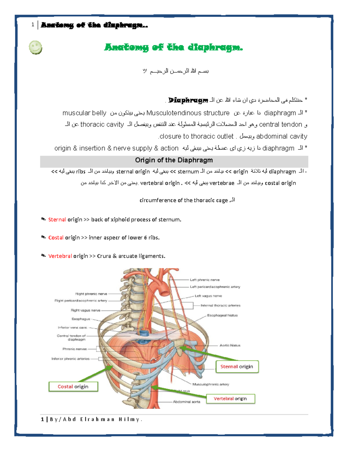 diaphragm Medicine and Surgery course Anatomy of the diaphragm. ッ