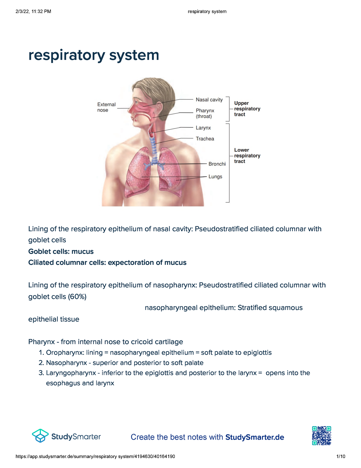 Respiratory system - Disclaimer: These are my own transes. Contents are ...