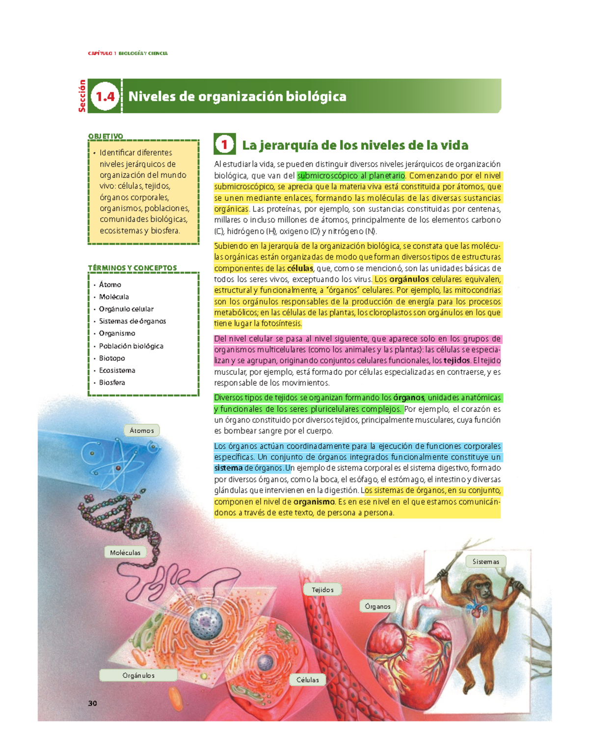 Niveles De Organización Biológica - CAPÍTULO 1 BIOLOGÍA Y CIENCIA 30 1 ...