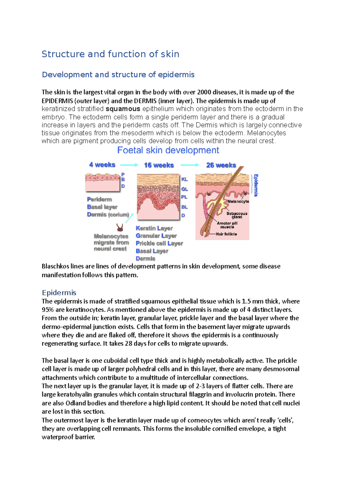 Structure and function of skin - Structure and function of skin ...