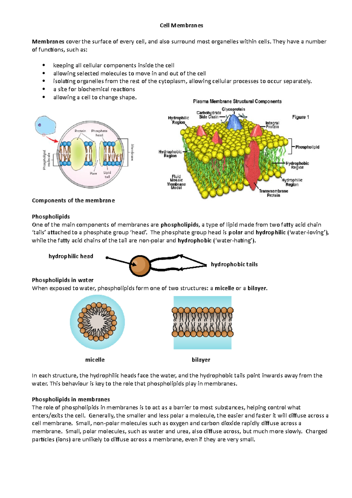 L1.Cell Membranes notes - Cell Membranes Membranes cover the surface of ...