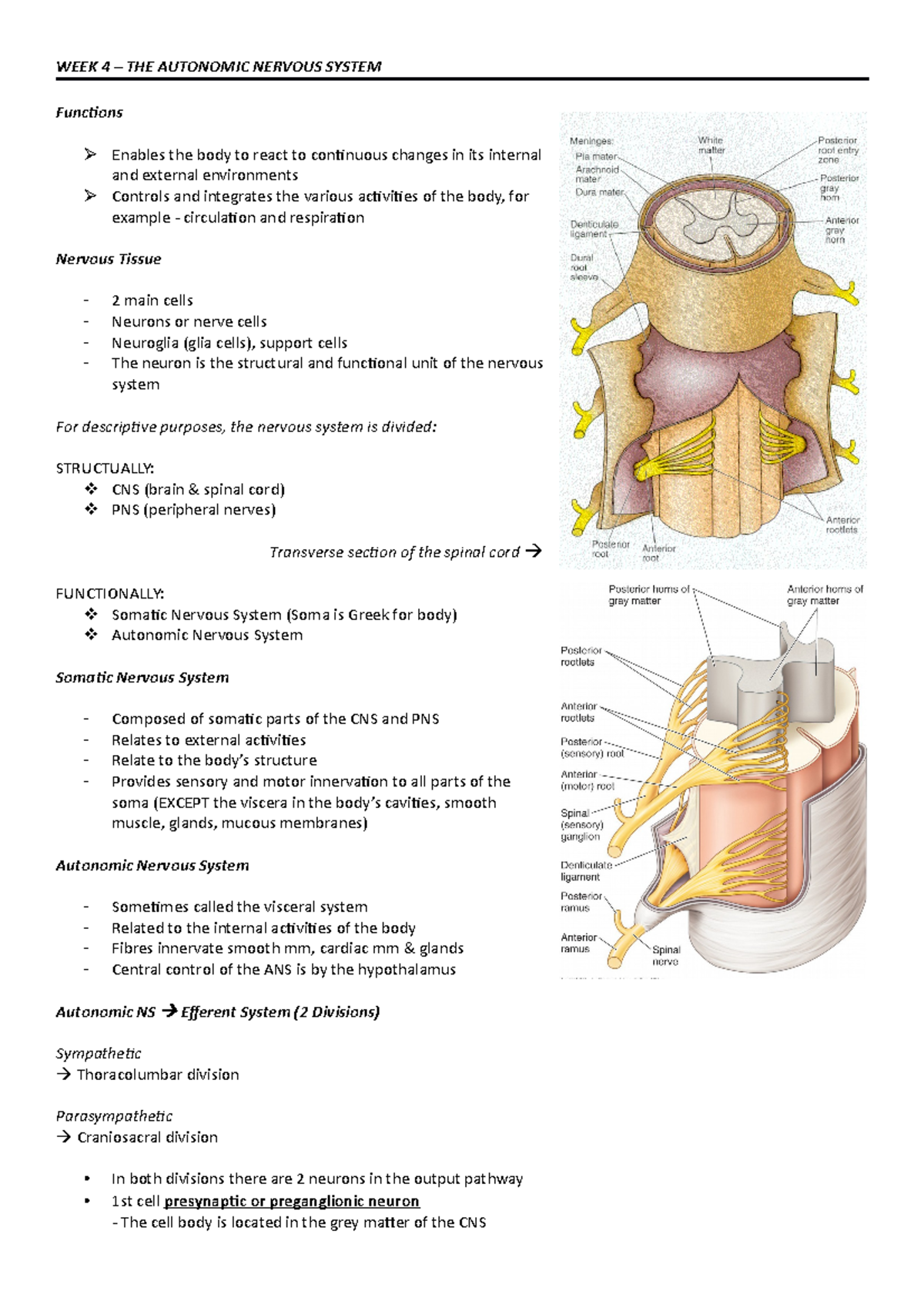 Weeks 4 – The Autonomic Nervous System - WEEK 4 – THE AUTONOMIC NERVOUS ...