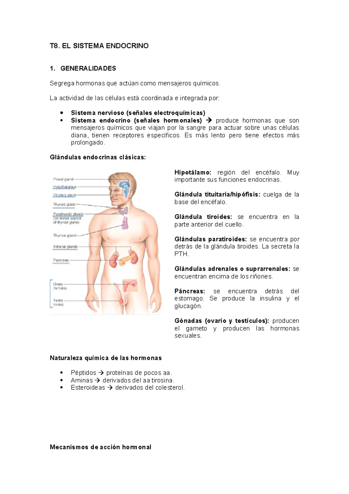 T8. Sistema endocrino - hgfd - T8. EL SISTEMA ENDOCRINO 1 ...