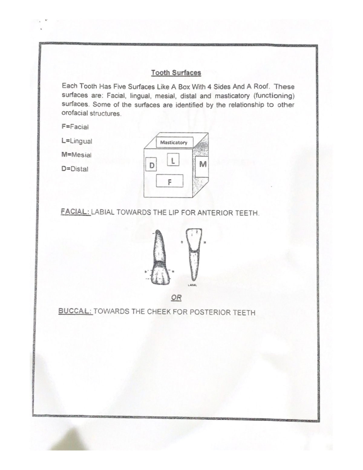 Tooth Surfaces _Tooth Surfaces Studocu